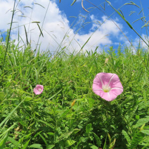 青空の下、夏の草むらに咲く2輪のピンク色のヒルガオを広角で撮影した風景写真