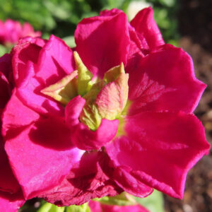 ストックのまっすぐ香る花穂を撮影した花写真