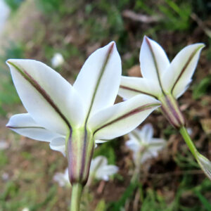 ハナニラの春に咲く星形花を撮影した花写真