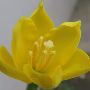キバナタマスダレの黄色い花を接写した写真｜雌しべと雄しべの細部が見える春の花のマクロ撮影