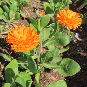 キンセンカの金盞花を撮影した花写真