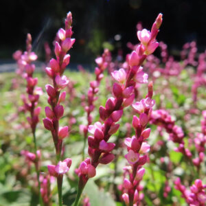 イヌタデの群生を逆光気味に捉えた写真。細長く伸びる花茎にピンク色の小花が穂状に連なり、前景は鮮明、背景は柔らかくぼけた自然光の立体感ある構図。