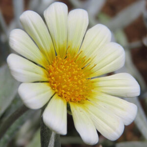 白から淡い黄色へグラデーションするガザニアの花を斜め上から接写した写真