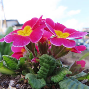 プリムラの春を告げる花を撮影した花写真