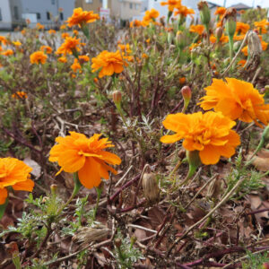 一面に咲くオレンジ色のマリーゴールドの群生写真｜夏の花壇を彩る鮮やかな風景