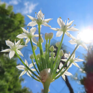 青空と太陽光を背景にニラの白い花と蕾を下から見上げて撮影した写真｜星形の花弁と細長い花茎が放射状に広がるニラの花序