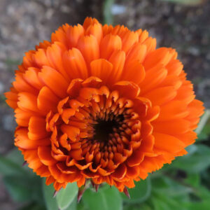 キンセンカの金盞花を撮影した花写真