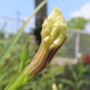 蕾が開く直前のヤナギバルイラソウの花芽クローズアップ