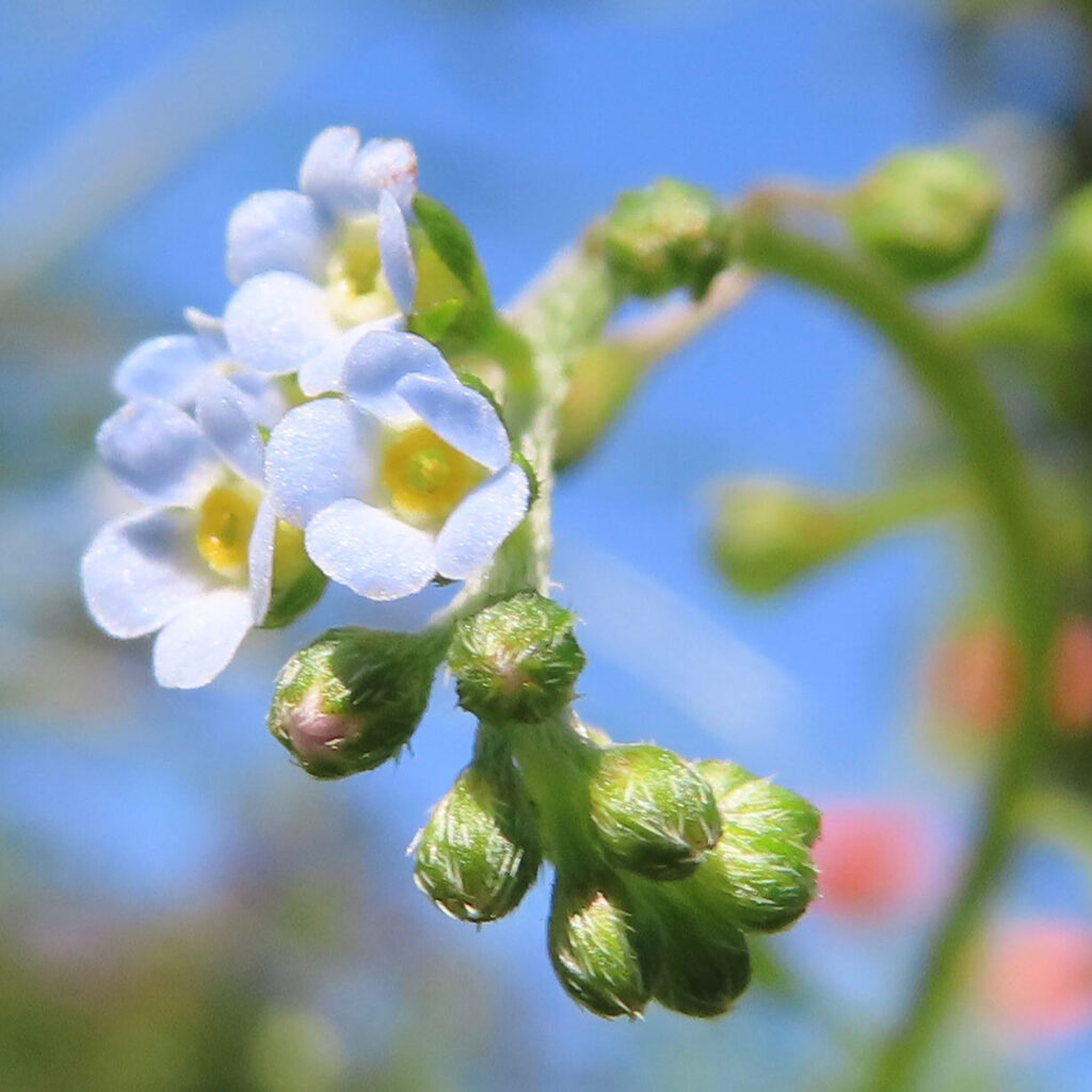 キュウリグサが青い花を咲かせています