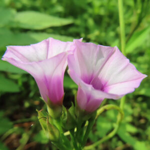 日本で秋にホシアサガオ（星朝顔）が淡いピンクと紫の花を2輪並べて咲かせている写真