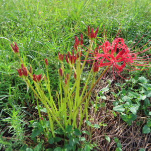 ヒガンバナの群生を草地で撮影した写真（つぼみと開花した赤い花が混在し立ち上がる姿）