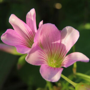 ムラサキカタバミの淡紅紫の片喰花を撮影した花写真