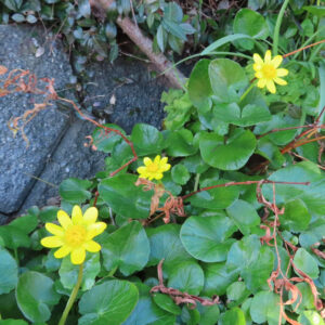 ヒメリュウキンカの黄金色の春花を撮るポイントを撮影した花写真