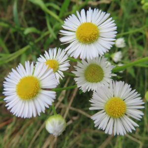 複数のヒメジョオンの花が咲いている写真（群生・斜め構図）