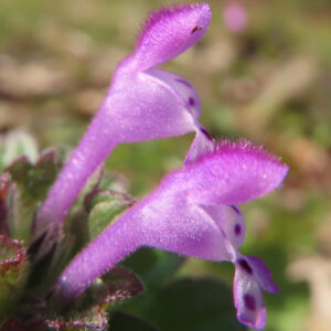 ホトケノザの仏の座に似た葉の春野草を撮影した花写真