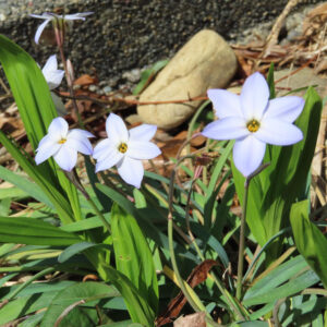 ハナニラの春に咲く星形花を撮影した花写真