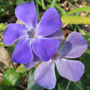 ツルニチニチソウの紫の蔓花を撮影した花写真