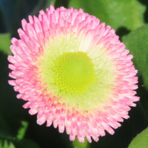 デイジーの太陽の目と呼ばれた花を撮影した花写真