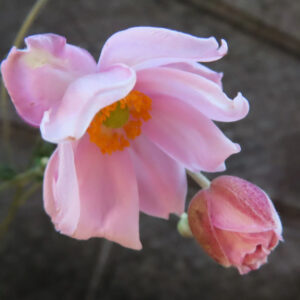 シュウメイギク（秋明菊）の淡いピンク色の花を横向きに捉えた接写写真。やや下向きに咲く花の黄色い花芯と、隣に並ぶ産毛に包まれた蕾を自然な光で写した構図。