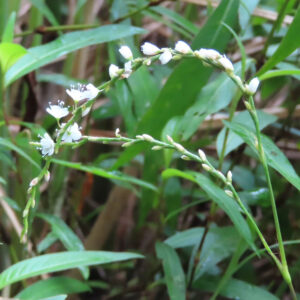 シロバナサクラタデが弓なりに咲く野草の全体写真｜白い小花と蕾が連なる自然風景