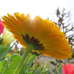 キンセンカの金盞花を撮影した花写真