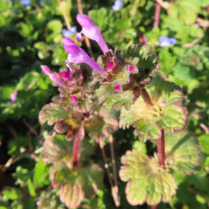 ホトケノザの仏の座に似た葉の春野草を撮影した花写真