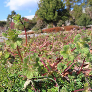 ホトケノザの仏の座に似た葉の春野草を撮影した花写真