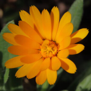 ヒメキンセンカの冬知らずの橙花を撮影した花写真