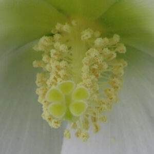 白いフヨウの花の花芯をマクロ撮影した写真で、淡い黄緑色の雌しべと周囲を取り囲む黄色い花粉をまとった雄しべが、やわらかな白い花びらを背景に立体的に写し出されたクローズアップ構図