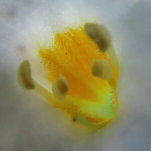 バコパの小さな星形花を撮影した花写真