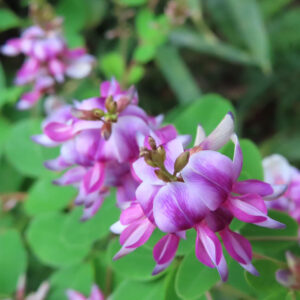 ヤマハギ（山萩）の花を接写した写真｜枝に沿って連なって咲く紫紅色から淡い白へとグラデーションする蝶形花を、背景の緑を大きくぼかして捉えた秋の野草
