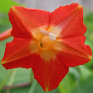 マルバルコウの花を真正面から接写した写真。赤橙色の五角形に近い花弁が放射状に広がり、中心は黄色く発光するように見える。雄しべが中央に突き出し、背景は緑の葉が柔らかくぼけた構図。