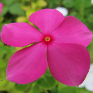 鮮やかなピンク色のニチニチソウの花の接写写真