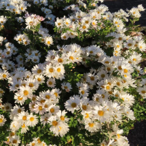 白いキクの花が群生して咲く様子を捉えた写真｜黄色い花芯と白い花弁が広がる秋の菊花壇のクローズアップ