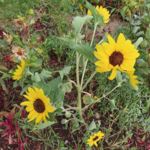 地面から伸びる複数のミニヒマワリの茎と花の全体写真