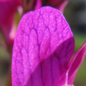 キンギョソウの口元の花形を撮るポイントを撮影した花写真