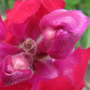 キンギョソウの口元の花形を撮るポイントを撮影した花写真