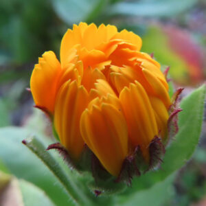 キンセンカの金盞花を撮影した花写真