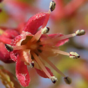カエデの小花を超接写した写真｜赤い花弁と長く伸びた雄しべに花粉が付着した春の花のディテール