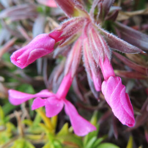 シバザクラの芝のように広がる春の花じゅうたんを撮影した花写真