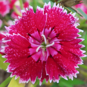 ナデシコの秋の七草を撮影した花写真
