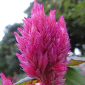 マゼンタ色に輝くケイトウの花穂をクローズアップで撮影した写真