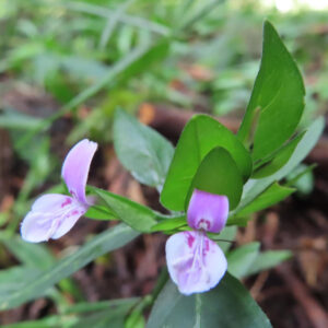 ハグロソウの花の接写写真｜2輪の紫と白の花が並んで咲く姿