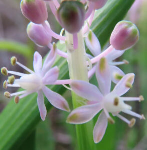 ツルボ（Scilla scilloides）の蕾と咲き始めの星形の花を近距離で撮影した写真｜秋の野草