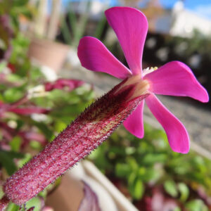 ツルコザクラの花を斜め横から撮影した写真。長い筒状の萼に細かい毛が生え、上部にピンク色の花弁が開いている。