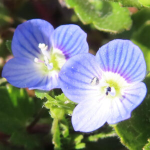 オオイヌノフグリの星の瞳と呼ばれる青い春花を撮影した花写真