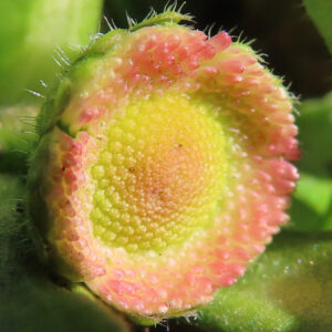 デイジーの太陽の目と呼ばれた花を撮影した花写真