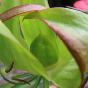 モミジアオイのつぼみを接写した写真。緑の萼片に包まれた若い花芽がくっきりと映る
