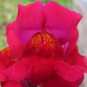 キンギョソウの口元の花形を撮るポイントを撮影した花写真