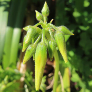 オオキバナカタバミの蕾ですを撮影した写真